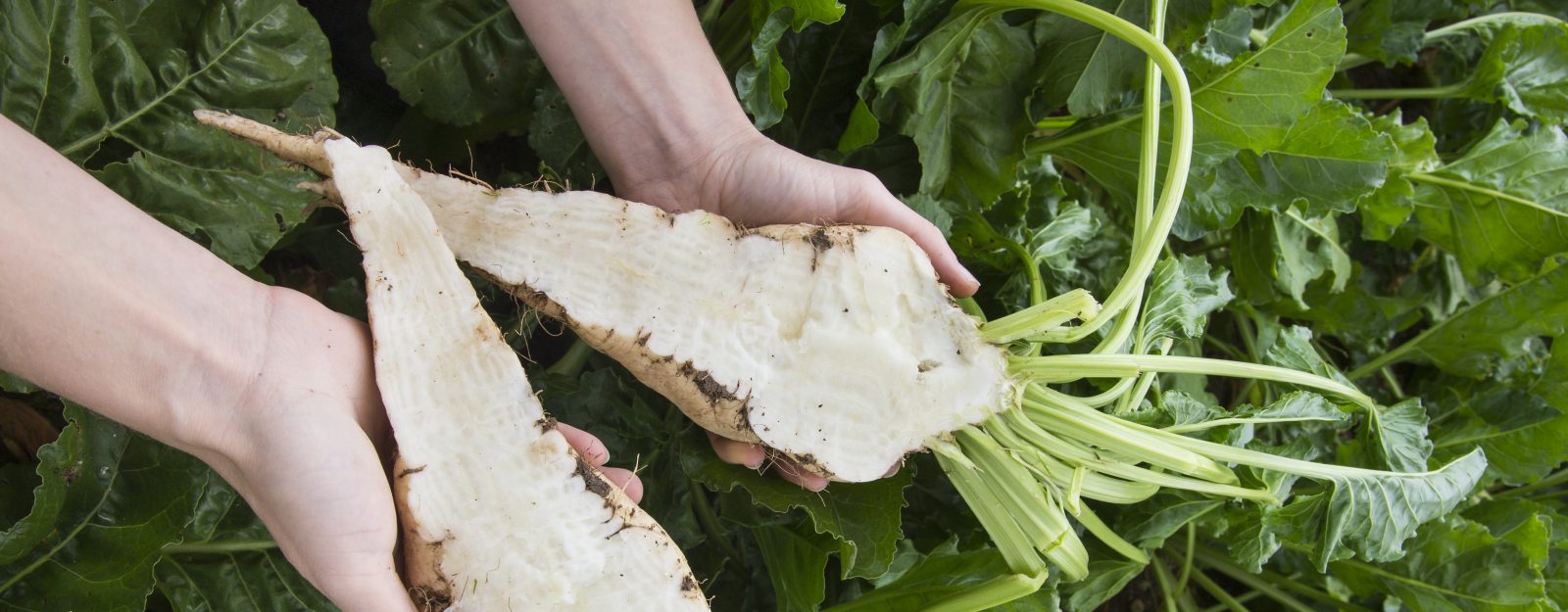 10 things you didn’t know about sugar beet! Tereos Tereos