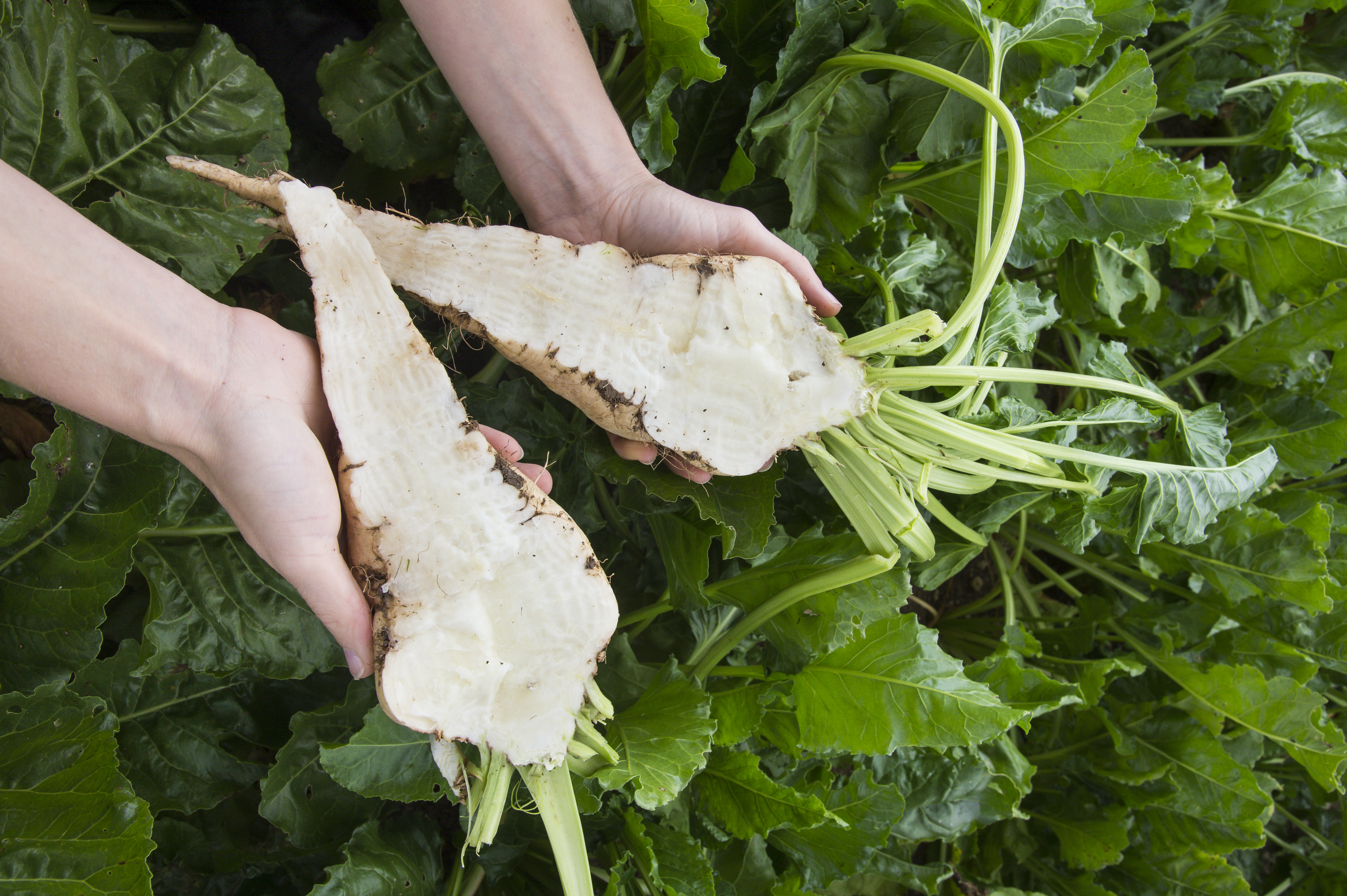 Sugar Beet