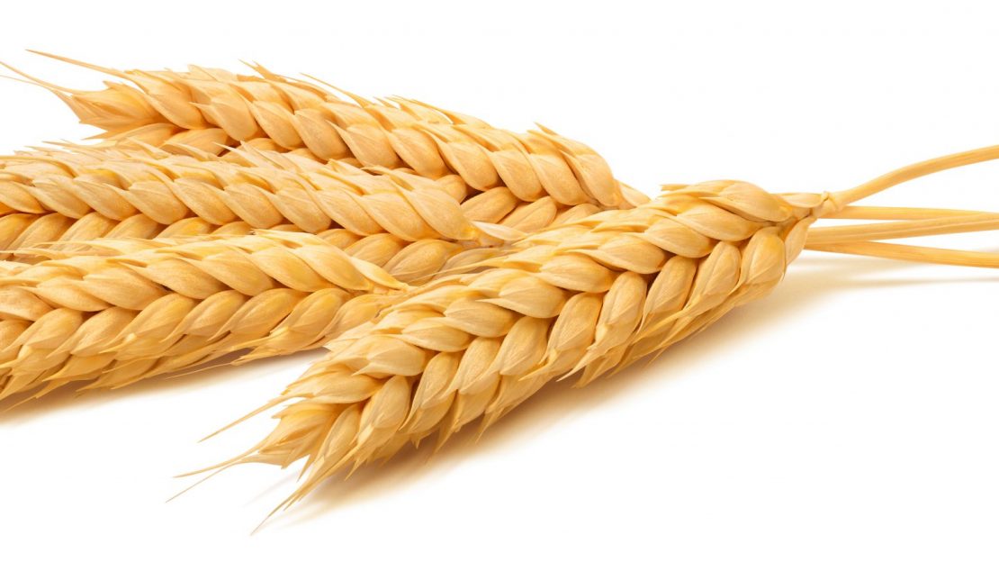 Wheat,Ears,Isolated,On,White,Background.,Package,Design,Element,With