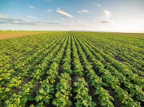 Green,Field,Of,Potato,Crops,In,A,Row