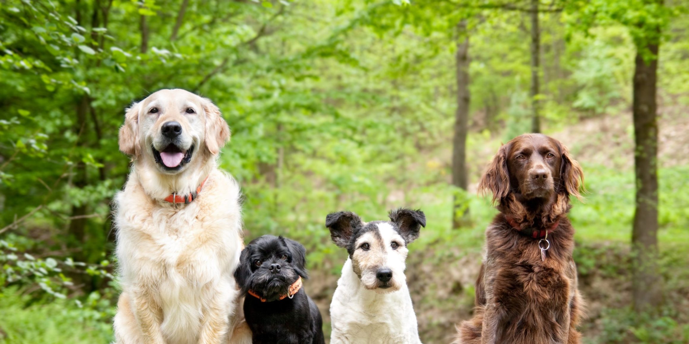 Dogs in the forest
