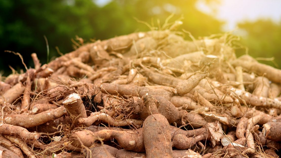 Harvest,Or,Dig,Root,Cassava,Of,Floor,In,Farm