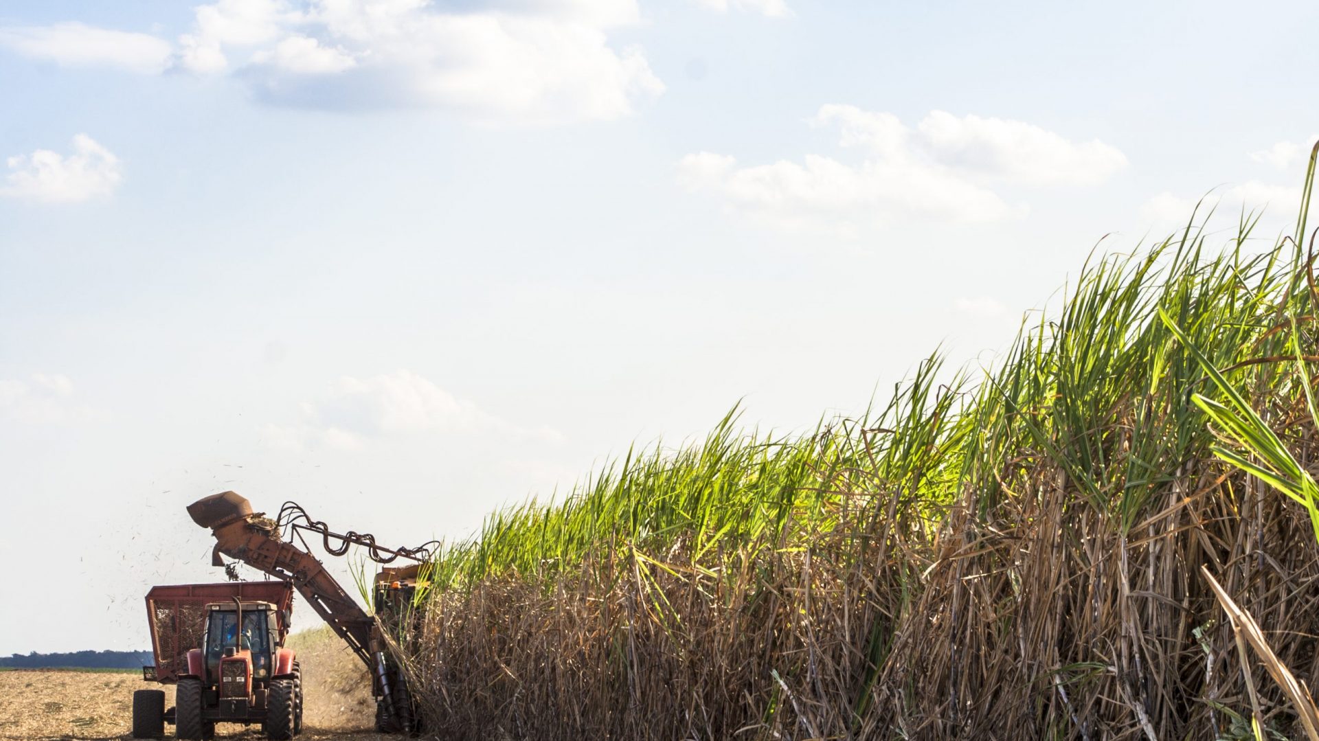 Страны выращивающие сахарный тростник. Сахарный тростник в Бразилии. Куба сахарный тростник плантации. Барбадос сахарный тростник. Сахарный тростник культивируемый.