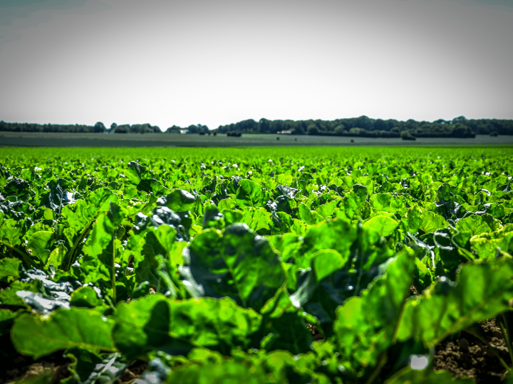 Comptes semestriels 2025/26 : des résultats en ligne avec les prévisions dans un marché avec des prix en forte baisse