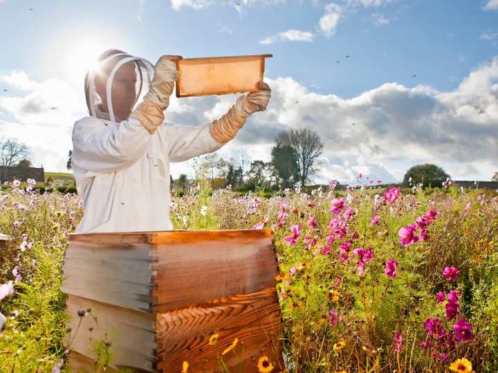 Offre Tereos :  zoom sur le nourrissement des abeilles