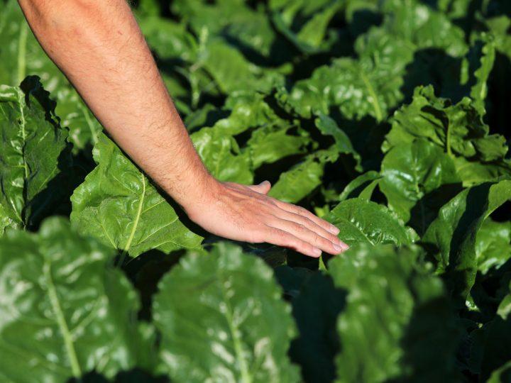 Tereos adapte la durée d’engagement de ses contrats pour répondre aux attentes des coopérateurs