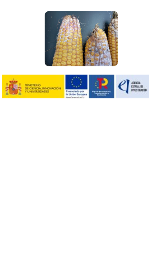 Proyectos