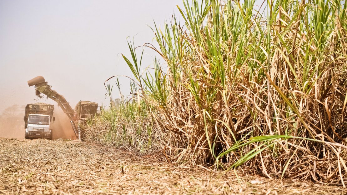 Plantio, manutenção e produção da cana-de-açúcar na Guarani S.A