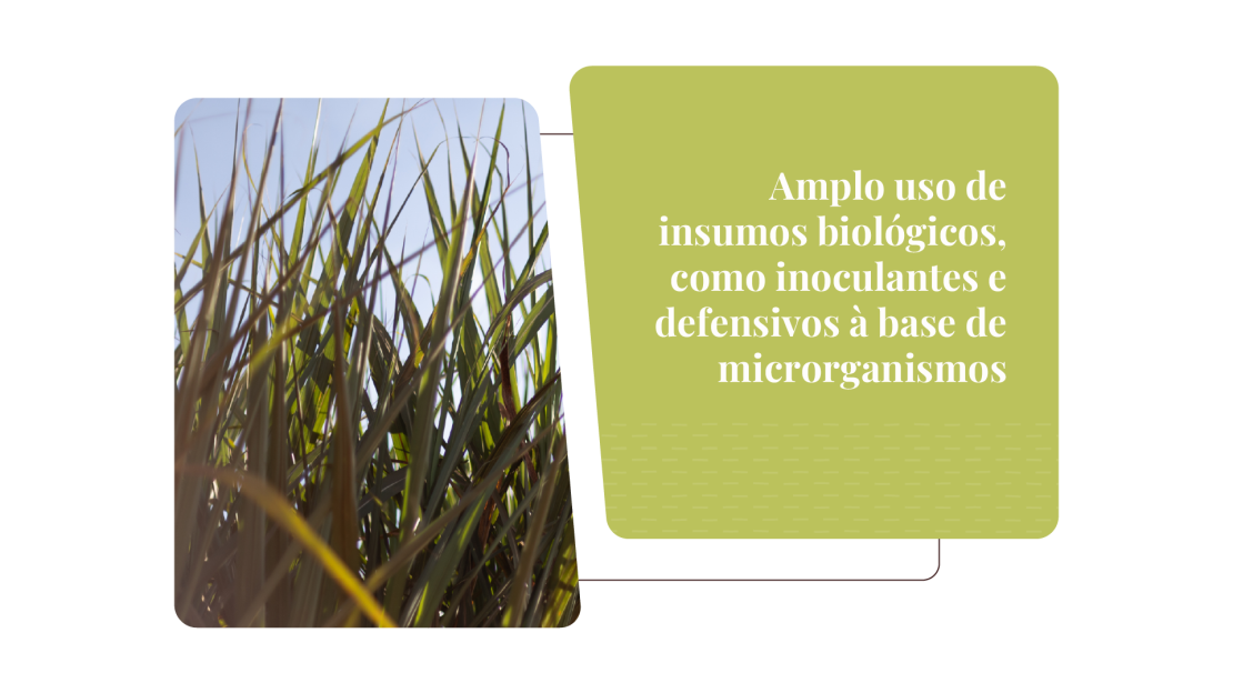 Tereos_Relatório de Sustentabilidade 2025_OnePage v3_22