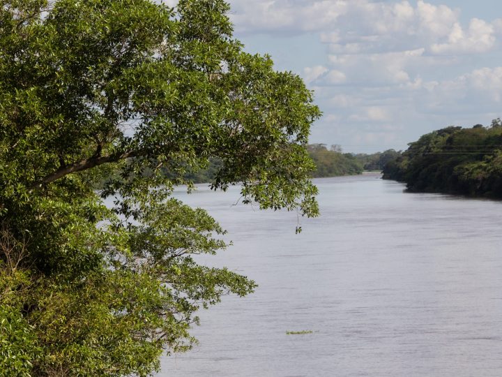 Tereos celebra o plantio de 30 mil mudas e reforça compromisso com a biodiversidade