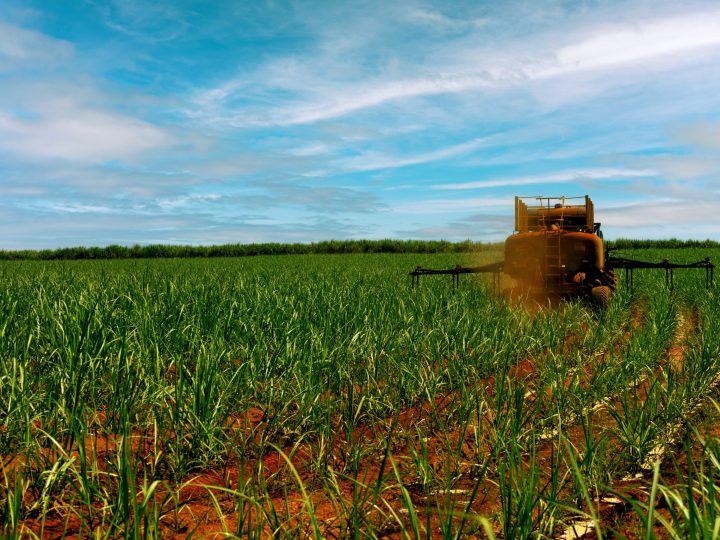 Tereos intensifica uso de insumos biológicos nos canaviais e apresenta ganhos de produtividade
