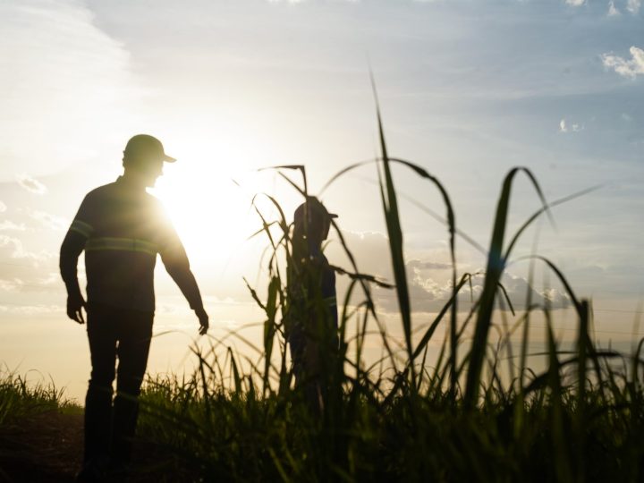 Tereos lança Relatório de Sustentabilidade da safra 25/26 e destaca avanços em sua jornada de descarbonização